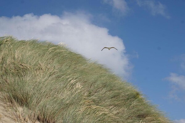 Foto van Vrijstaand Huis Zeeland bij Strand - Vakantiehuis in Kamperland - AreaSummer20KM