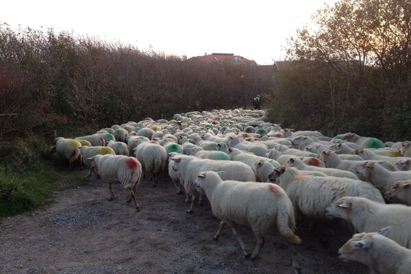 Foto van aan het meer Comfortabele vakantiewoning - Vakantiehuis in Kamperland - Untagged