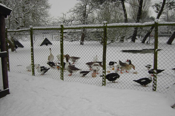 Foto van Vakantiehuis in Bergen op Zoom met tuin - Vakantiehuis in Bergen op Zoom - ExteriorWinter