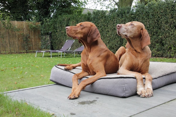 Foto van Huisje in Leenderbos bij natuurgebied - Vakantiehuis in Leende - GardenSummer