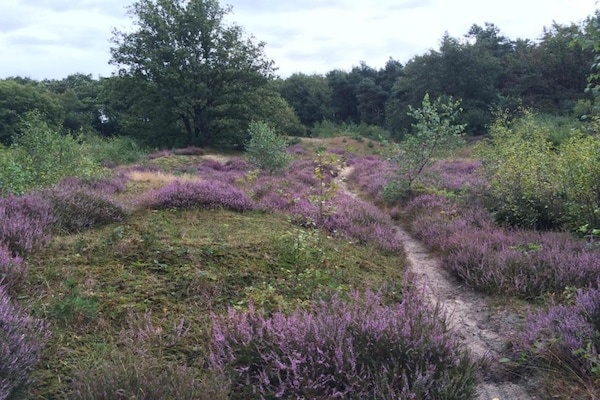 Foto van Safaritent op vakantiepark - Vakantiehuis in Arcen - AreaSummer20KM