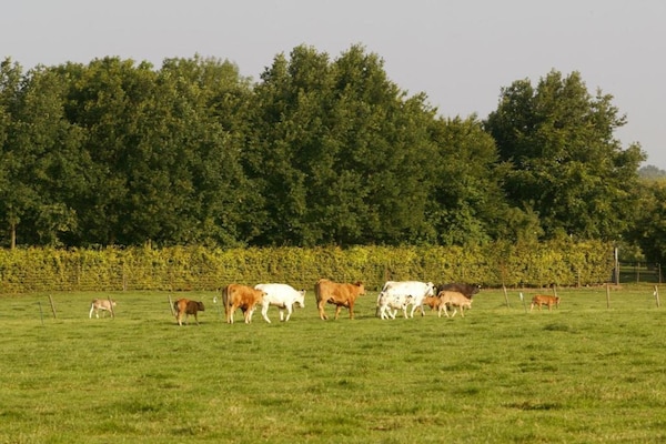 Foto van Vakantiehuis in Bemelen met Sauna - Vakantiehuis in Bemelen - AreaSummer20KM