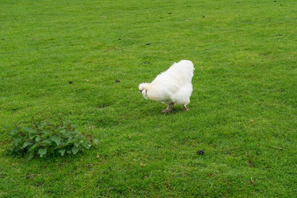 Foto van Cottage in Ubachsberg met schilderachtige heuvels - Vakantiehuis in Voerendaal - Ambiance
