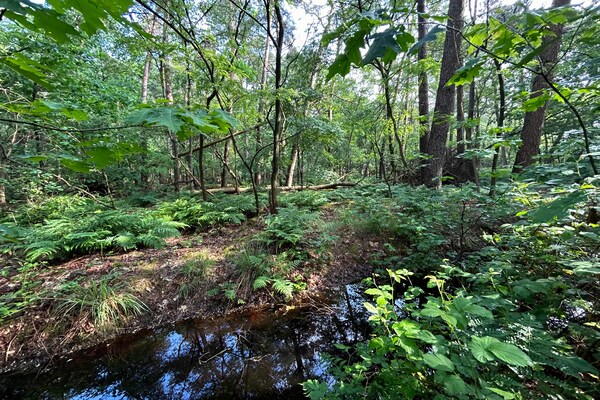 Foto van Vakantiehuis in Zelhem bij bos en golfbaan - Vakantiehuis in Zelhem - AreaSummer1KM