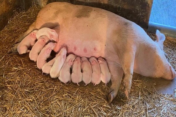 Foto van Gezellige vakantie op het platteland - Vakantiehuis in De Heurne - Facilities