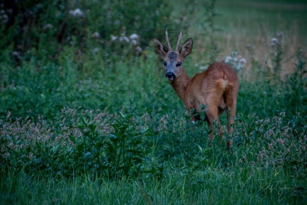 Foto van Rustiek-Chique Vakantiehuis - Vakantiehuis in Enter - AreaSummer20KM