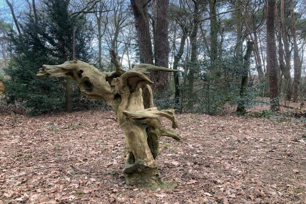 Foto van Glampingtent in Tranquil Park - Vakantiehuis in Dalfsen - AreaSummer20KM