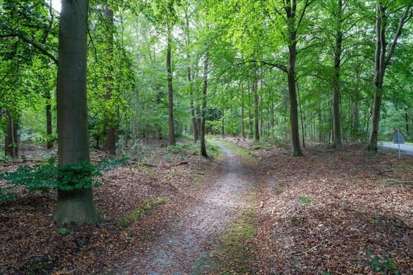 Foto van Ontspannend toevluchtsoord in het bos - Vakantiehuis in Hardenberg (rheezerveen) - AreaSummer20KM