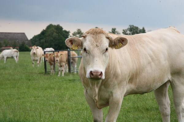Foto van Villa met Solarium nr Hoogeveen - Vakantiehuis in Ruinen - AreaSummer5KM