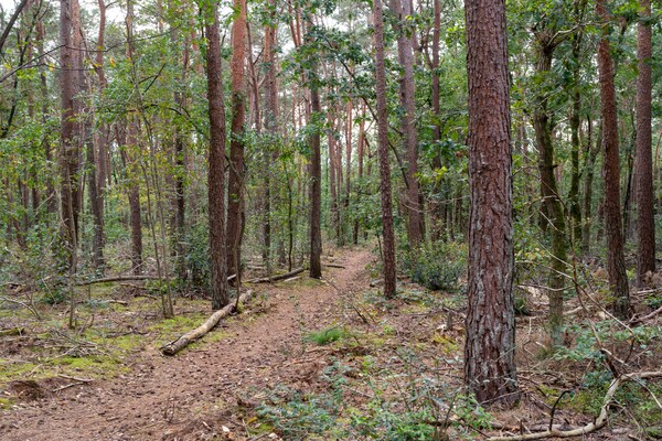 Foto van Vakantiehuis in Gelderland bij bosgebied - Vakantiehuis in Gelderland - AreaSummer5KM