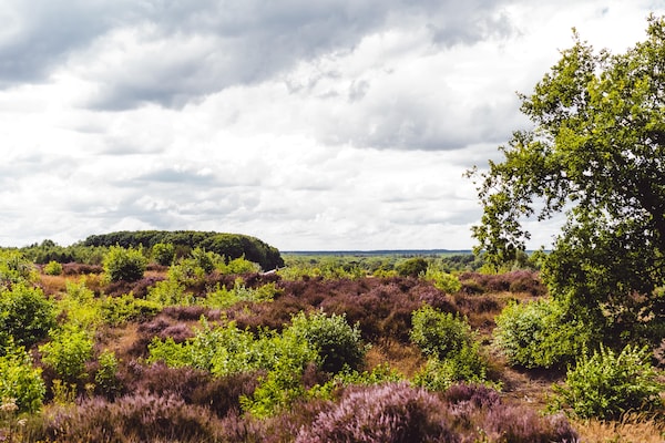 Foto van Comfortabele bungalow op de Veluwe - Vakantiehuis in Wissel/Epe - AreaSummer5KM
