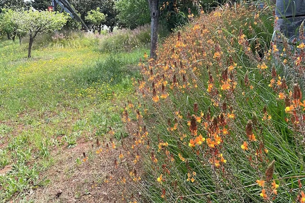 Foto van Landhuis Silves met privézwembad in de natuur - Vakantiehuis in Silves - AreaSummer1KM